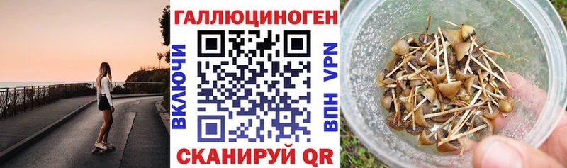 где купить наркотик  Касимов  Псилоцибиновые грибы Psilocybe 